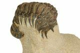 Crotalocephalina Trilobite - Foum Zguid, Morocco #186701-3